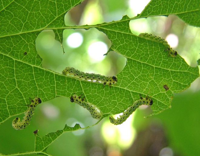 какие гусеницы едят листья крыжовника