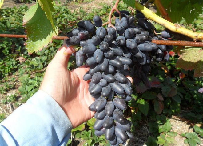 виноград одесский сувенир