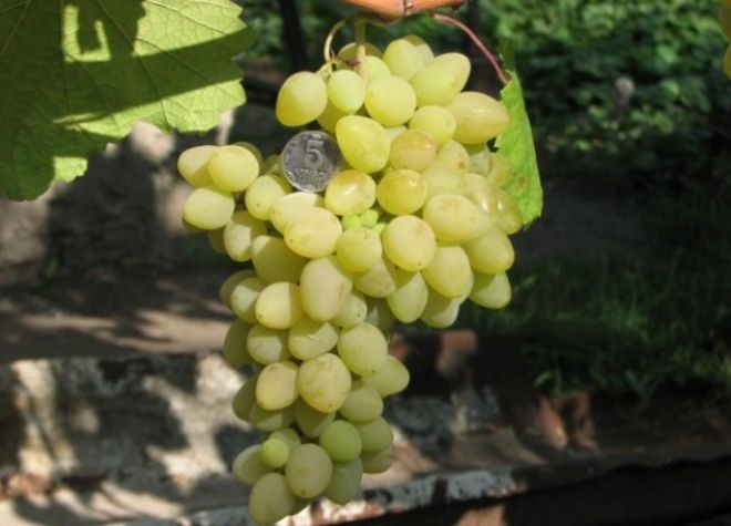 виноград плевен мускатный