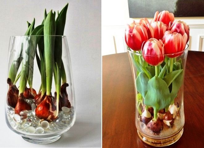 тюльпаны с луковицами в вазе как ухаживать