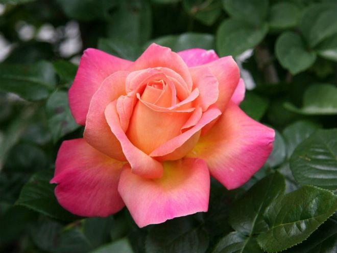 сорта розово-желтых роз