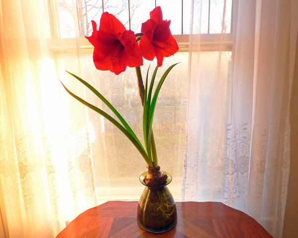 как заставить домашние цветы зацвести в квартире