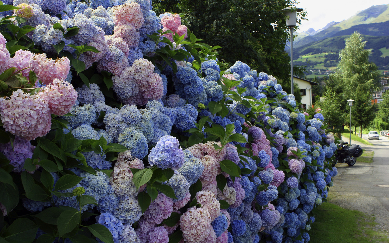 Фото гортензия. Садовый Центр ПЯТНИЦА, г.Нижний Тагил.