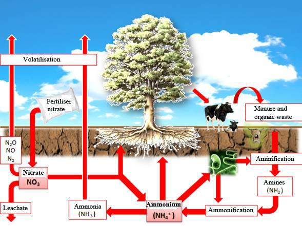 Nitrogen process