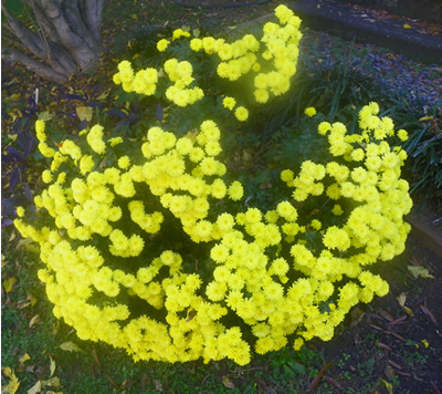 Chrysanthemum morifolium,  C. sinense