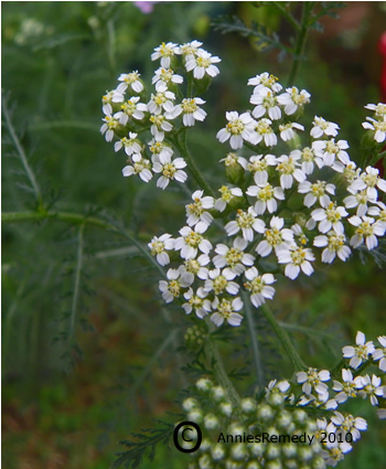 Achillea millefolium