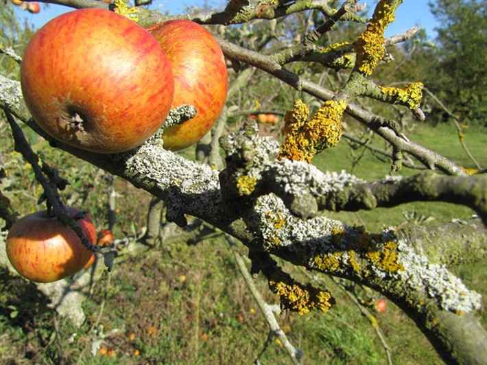 Лишайник на яблоне: как избавиться