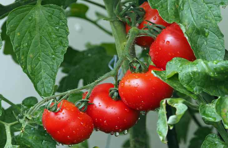 Как сделать, чтобы помидоры быстро покраснели