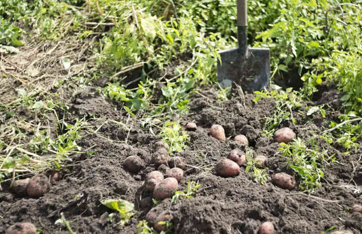 Огородные заметки: как понять, что картошку уже можно копать