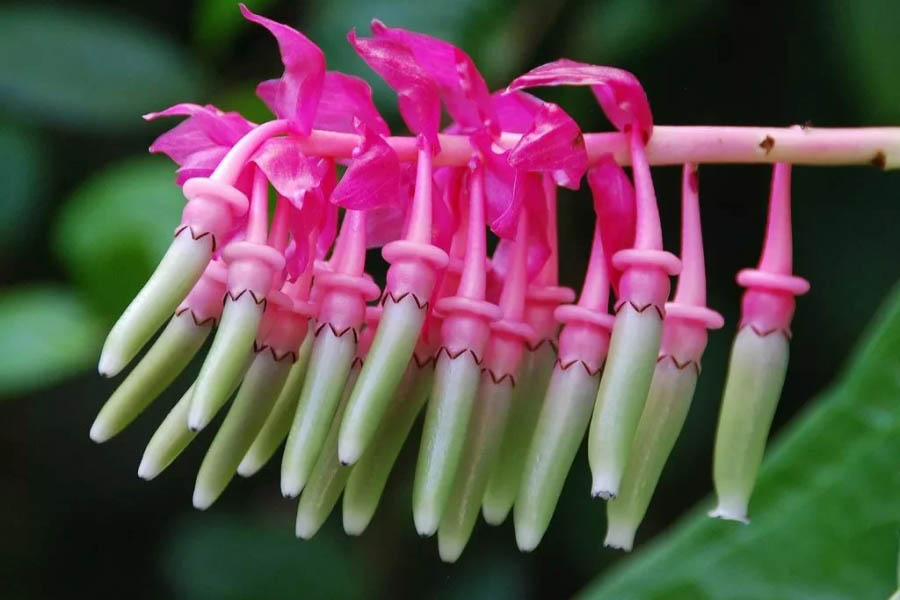 Самые необычные и удивительные растения мира, где их можно найти