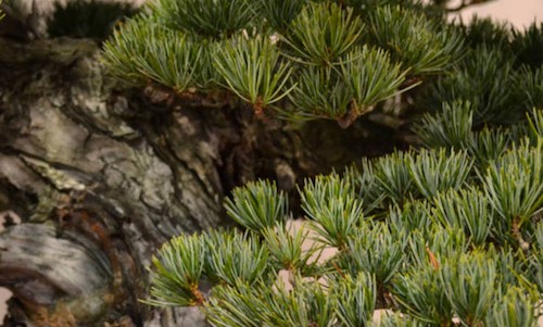 Bonsai courses