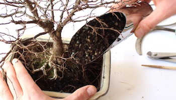 Bonsai courses