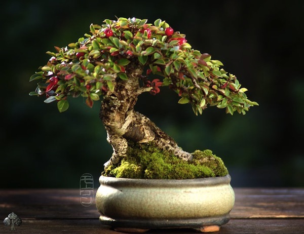 Shohin by Morten Albek