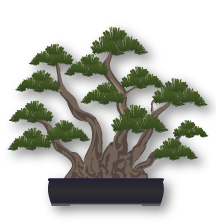 Kabudachi (multi trunk) Bonsai style