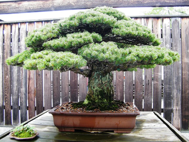 Old Bonsai tree that survived the Atomic bom at Hiroshima