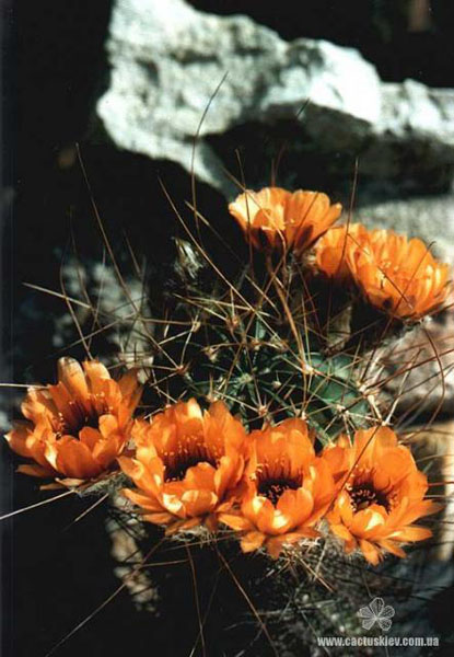 Lobivia jajoiana v. longispina 