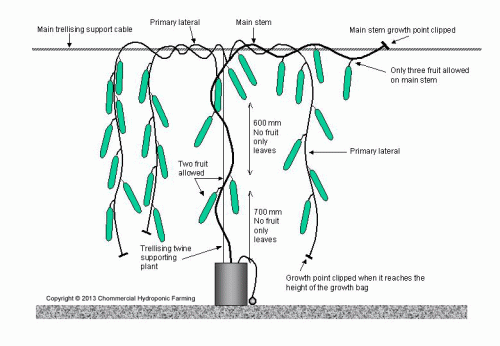 cucumber high pruning system greenhouse