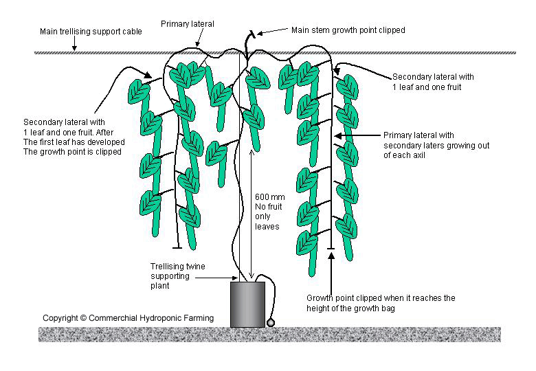 The Umbrella Renewal System (URS) or also known as the Modified Umbrella System (MUS), is used commonly in modern greenhouses where the main trellising wire is high, at least 3 m