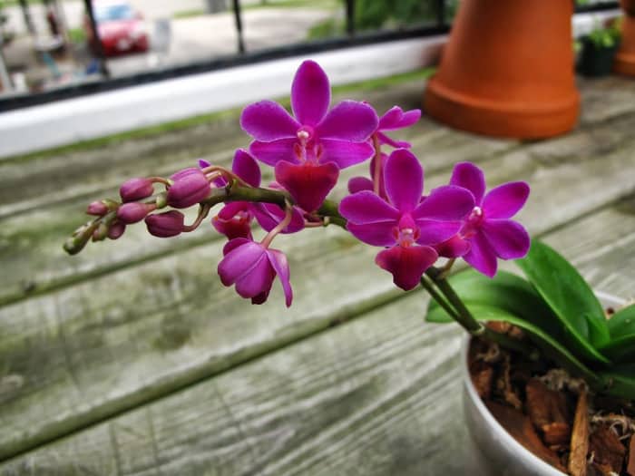 бутонизация и цветение орхидеи