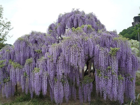 subscribe  admin  files 956 867 Wisteria florMurasaki Noda Сказочное растение глициния