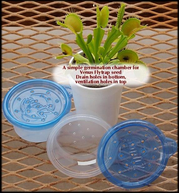 Venus Fly Trap Seed Germination Container