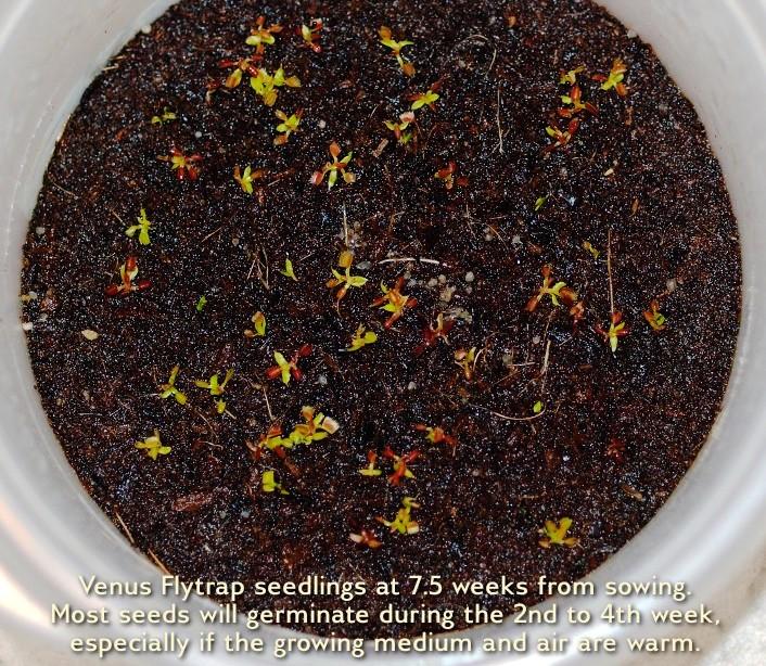 Growing Venus flytraps from seed; Venus Fly Trap Seedlings at 8 weeks old