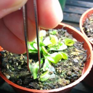 Feeding a young Venus Fly Trap