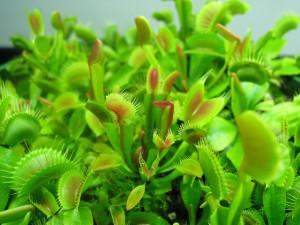 Quickly Growing Young Venus Flytraps