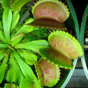 Nearly Adult-sized Venus Fly Traps