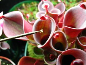 Feeding Heliamphora Dehydrated Blood Worms