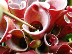 Feeding Heliamphora Dehydrated Blood Worms