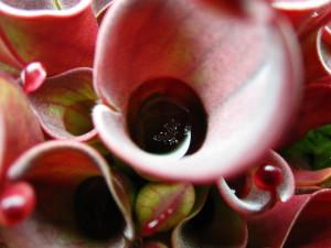 Feeding Heliamphora Dehydrated Blood Worms