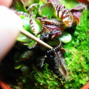 Feeding Cephalotus Dehydrated Blood Worms