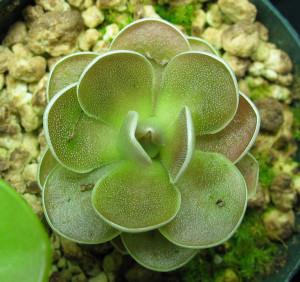 Feeding Pinguicula Dehydrated Blood Worms