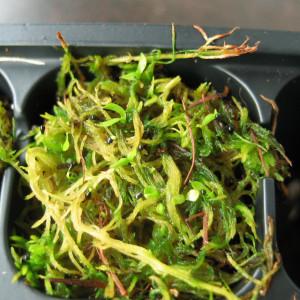 Venus Fly Trap Seed Germination