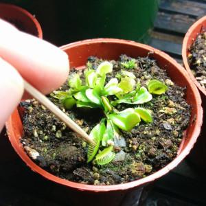 Feeding a young Venus Fly Trap