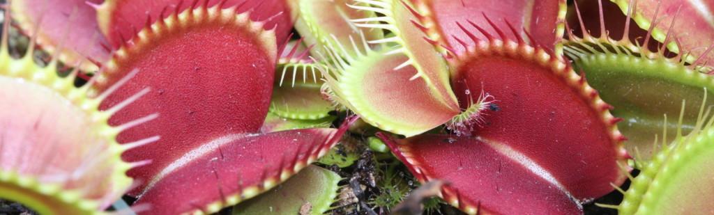 Venus flytraps