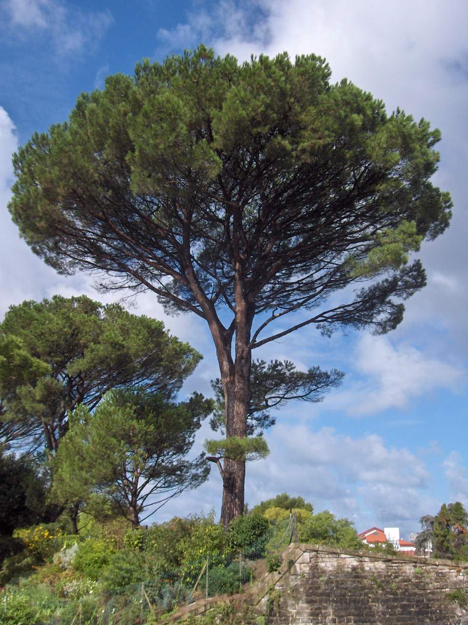 Дерево в Италии Пиния