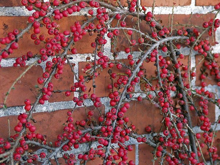 Cotoneaster horizzontalis