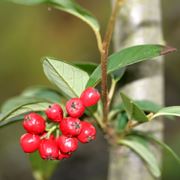 cotoneaster