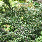 Cotoneaster