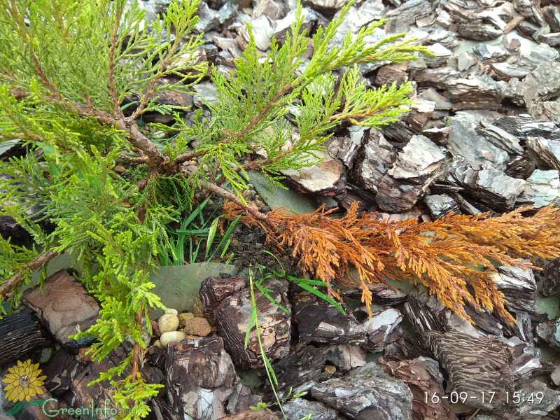 Можжевельник желтеет хвоя. Gymnosporangium sabinae на можжевельнике. Можжевельник весенний побег. Можжевельник после зимы.