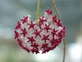 Hoya carnosa