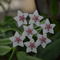 Hoya bella