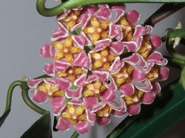 Hoya davidcumingii