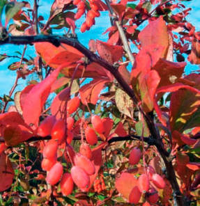 Барбарис обыкновенный (Berberis vulgaris)