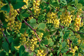 Барбарис обыкновенный (Berberis vulgaris)