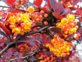 Барбарис обыкновенный (Berberis vulgaris) Atropurpurea