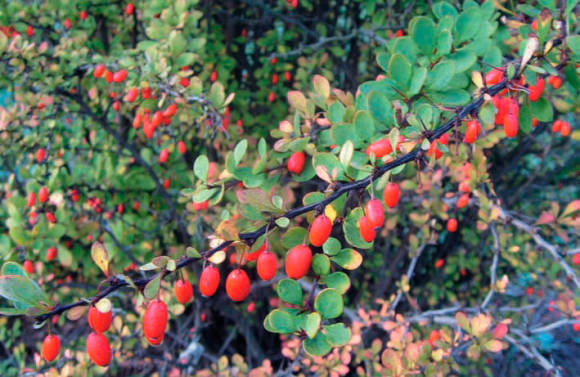 Барбарис Тунберга (Berberis thunbergii)