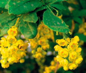 Барбарис корейский (Berberis koreana)